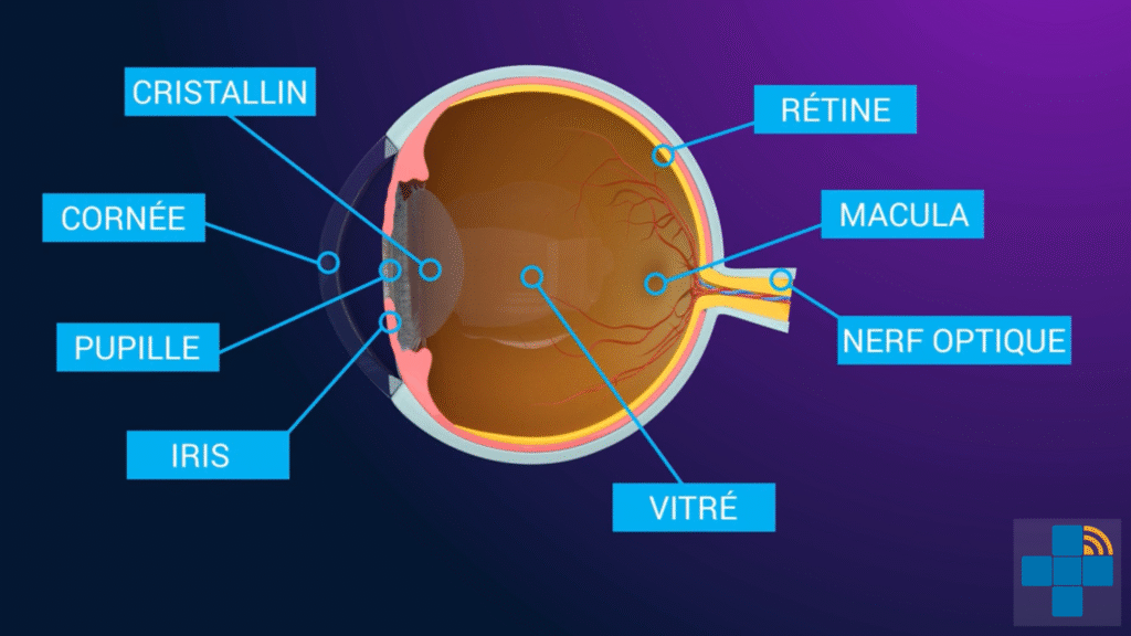 Anatomie de l'oeil, avec l'aimable accord de Digidocteur